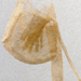 Kyoko Nitta